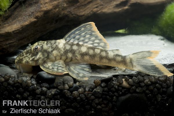 L 106 Orinoko-Guyanaharnischwels / Guyanancistrus guahiborum